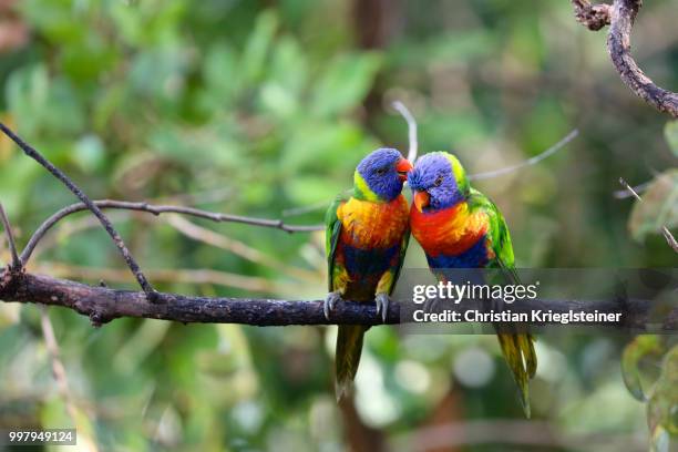 2 906点のロリキートのストックフォト Getty Images 2 906点のロリキートのストックフォト Getty Images