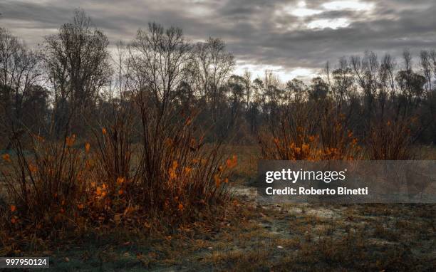 orange leaves - binetti stock pictures, royalty-free photos & images