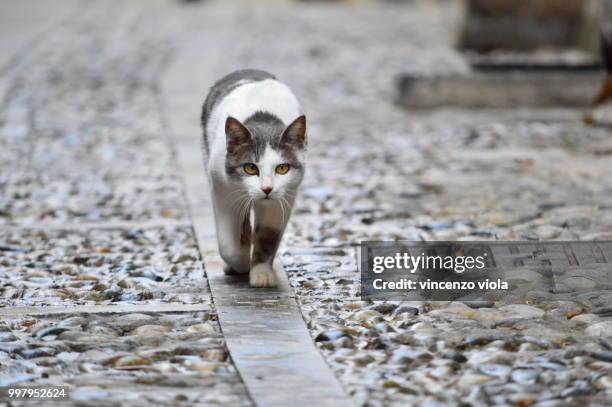 zingara di chianalea - vincenzo stock pictures, royalty-free photos & images