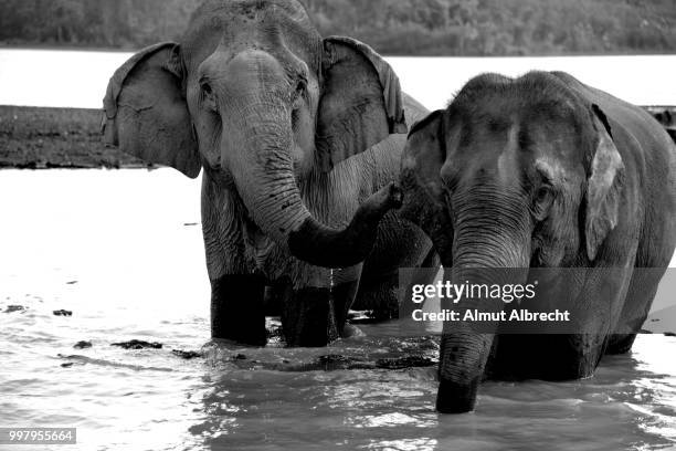 elephants in laos - almut albrecht stockfoto's en -beelden