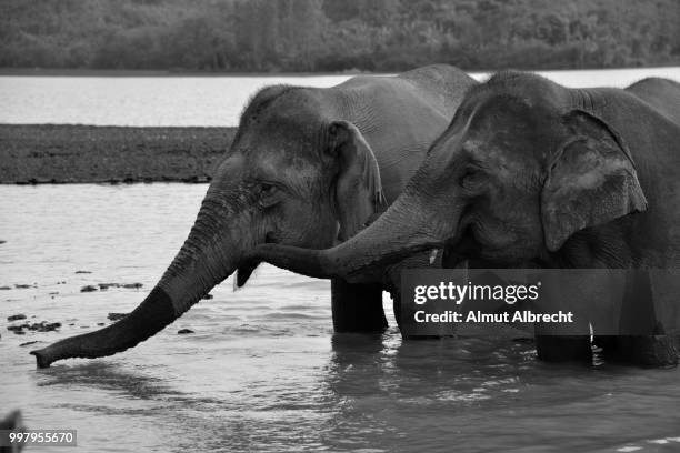 elephants in laos - almut albrecht stockfoto's en -beelden