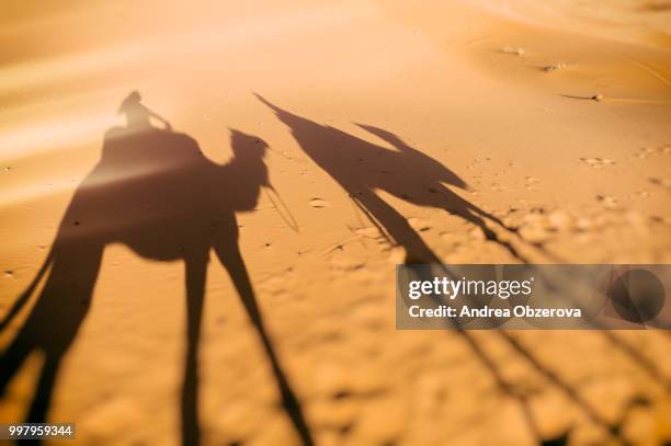 camel ride shadows, sahara, morocco - sahara stock pictures, royalty-free photos & images