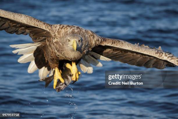 brutus, king of white-tailed eagles - brutus stock pictures, royalty-free photos & images