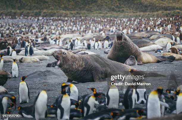 war zone - southern elephant seal stock pictures, royalty-free photos & images