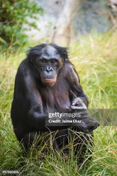 friendly face bonobo - silva v diaz stock pictures, royalty-free photos & images