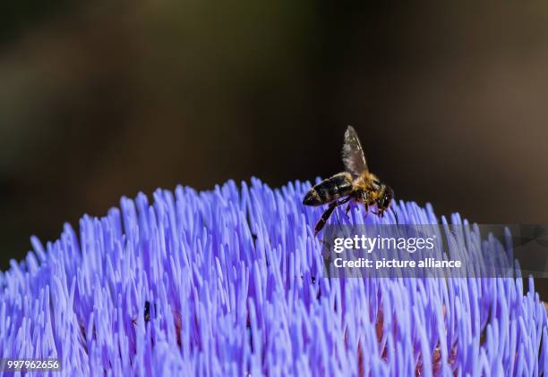 Dpatop - The blossom of an artichoke attracts bees at the monastery garden in Seligenstadt, Germany, 07 August 2017. The foundation of the monastery...