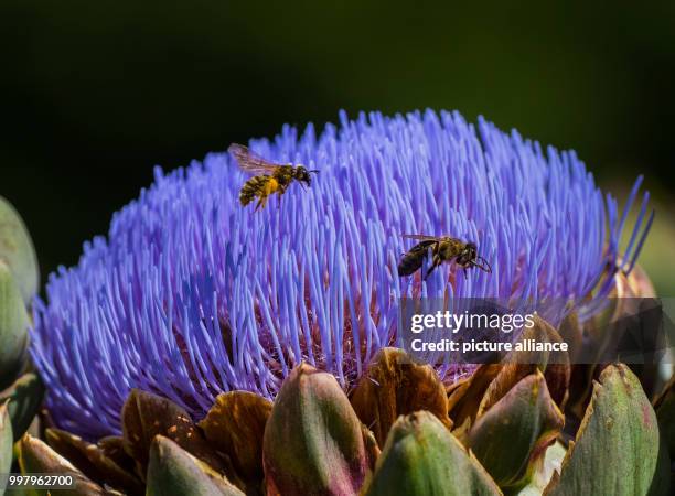 The blossom of an artichoke attracts bees at the monastery garden in Seligenstadt, Germany, 07 August 2017. The foundation of the monastery...