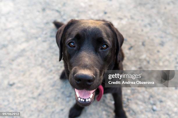 black labrador retriever - black labrador 個照片及圖片檔