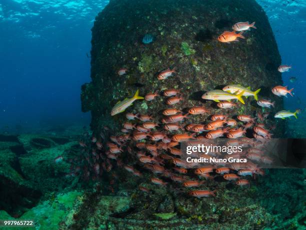 espargos,cape verde - cape verde stockfoto's en -beelden