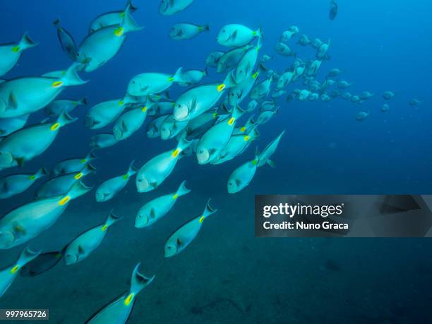 school of fish - cap vert photos et images de collection