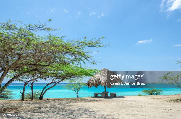 amazing view of the mangel halto beach in aruba - mangel stock pictures, royalty-free photos & images
