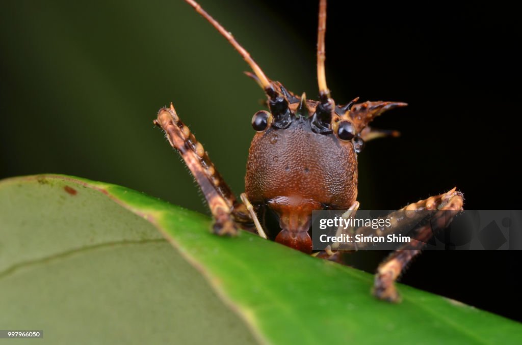 Dragon Headed Katydid
