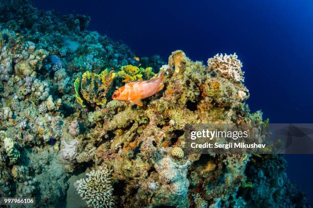 coral garden - coral hind stock pictures, royalty-free photos & images