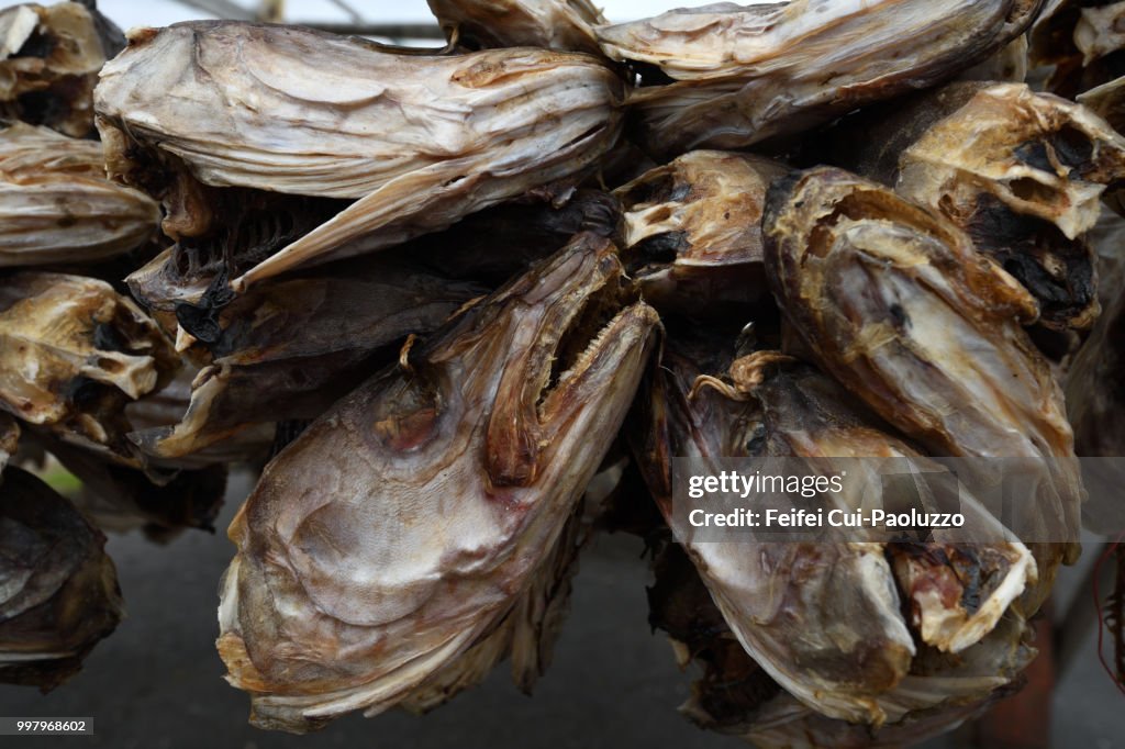 Dying fish head at Kiberg, Northern Norway