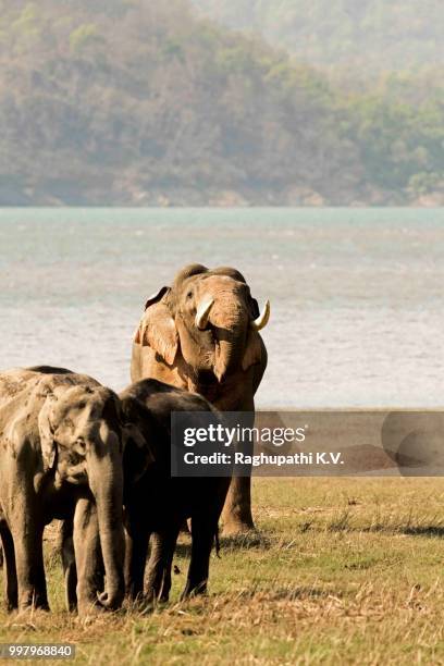 flehmen!!! - sri lankan elephant stock pictures, royalty-free photos & images