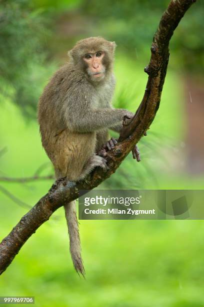 rhesus macaque - macaque foto e immagini stock
