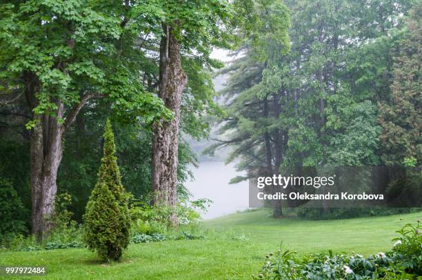 summer parkland featuring a calm, peaceful pond during a rainy day. - natural parkland 個照片及圖片檔