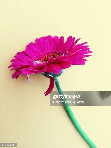 pink flower on cream background - amelia stockfoto's en -beelden