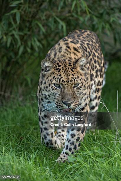 amur leopard series - amur leopard stock-fotos und bilder