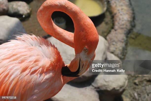 flamingo - roter flamingo stock-fotos und bilder