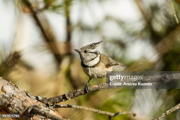 Parus Funereus 4,694 Parus Stock Photos, High-Res Pictures, and Images - Getty Images