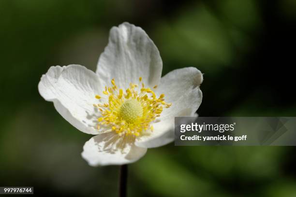 fleur blanche - fleur ストックフォトと画像