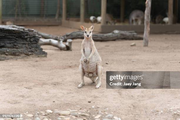 wallaroo-1 - wallaroo stock pictures, royalty-free photos & images