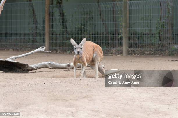 wallaroo-2 - wallaroo stock pictures, royalty-free photos & images