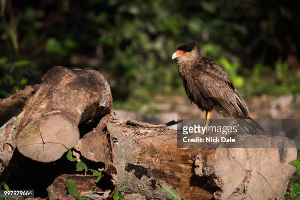 southern crested caracara perched on sawn logs - caricari fotografías e imágenes de stock