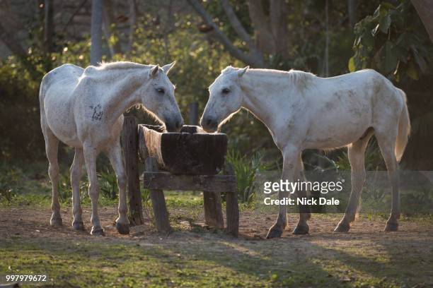 two backlit horses drinking from water trough - horse trough 個照片及圖片檔