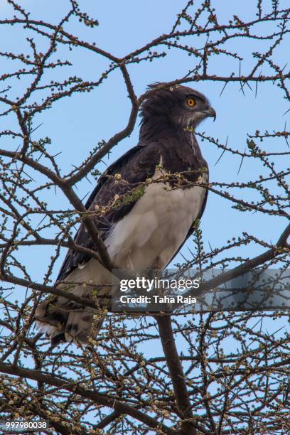 raptor - black chested snake eagle stock pictures, royalty-free photos & images