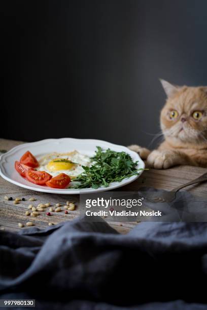 breakfast and sneaky cat - buschig stock-fotos und bilder