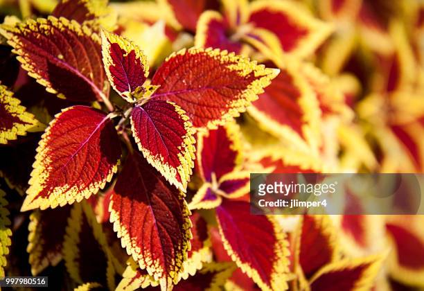 ry flowers - coleus stock pictures, royalty-free photos & images