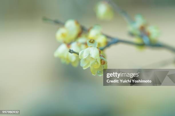 japanese allspice - allspice stock pictures, royalty-free photos & images