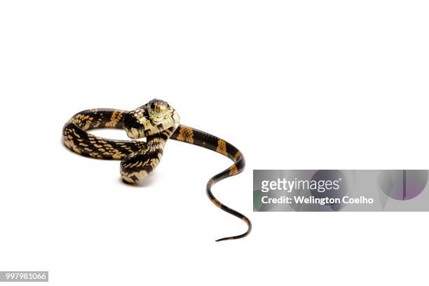 spilotes pullatus (caninana, chicken snake, yellow rat snake) - chicken snake - fotografias e filmes do acervo