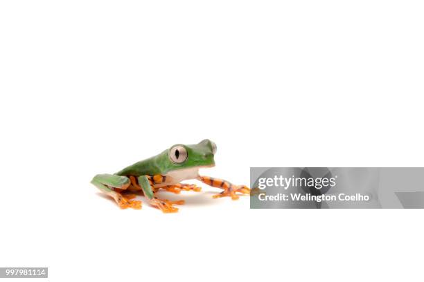 phyllomedusa tomopterna (tiger monkey frog) - froschlurche stock-fotos und bilder