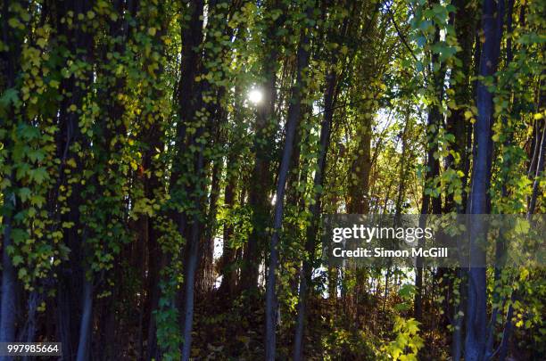 sunlight filters through dense woodland next to lake burley griffin, canberra, australian capital territory, australia - lake burley griffin stock pictures, royalty-free photos & images