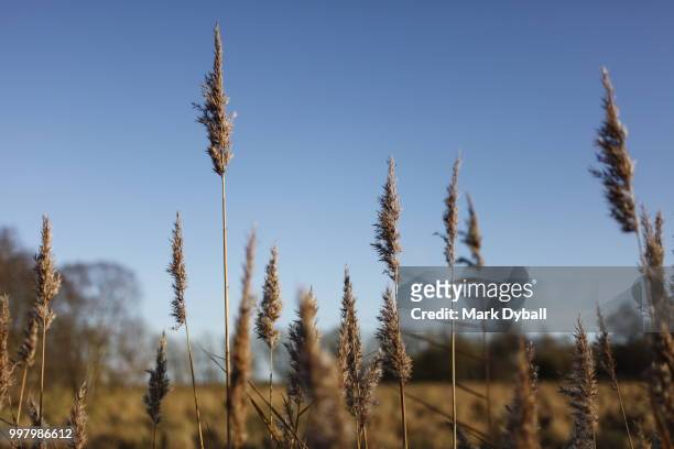 gold-colored reed beds in the fall and autumn - rietkraag stockfoto's en -beelden