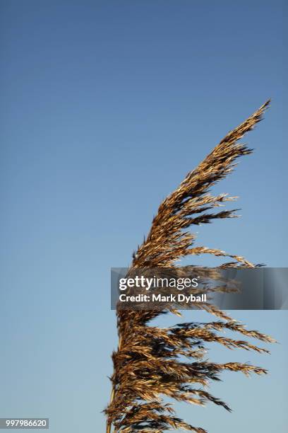 gold-colored reed beds in the fall and autumn - rietkraag stockfoto's en -beelden