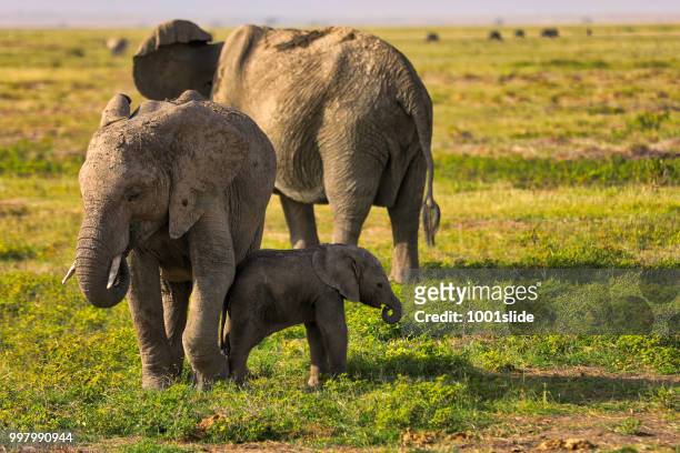 elephants grazing at amboseli - hdr - 1001slide stock pictures, royalty-free photos & images