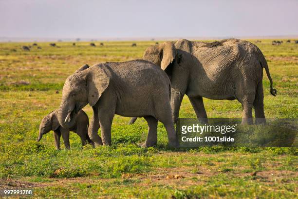 elephants grazing at amboseli - hdr - 1001slide stock pictures, royalty-free photos & images