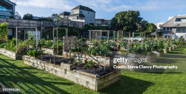 community gardens - mount maunganui stock-fotos und bilder
