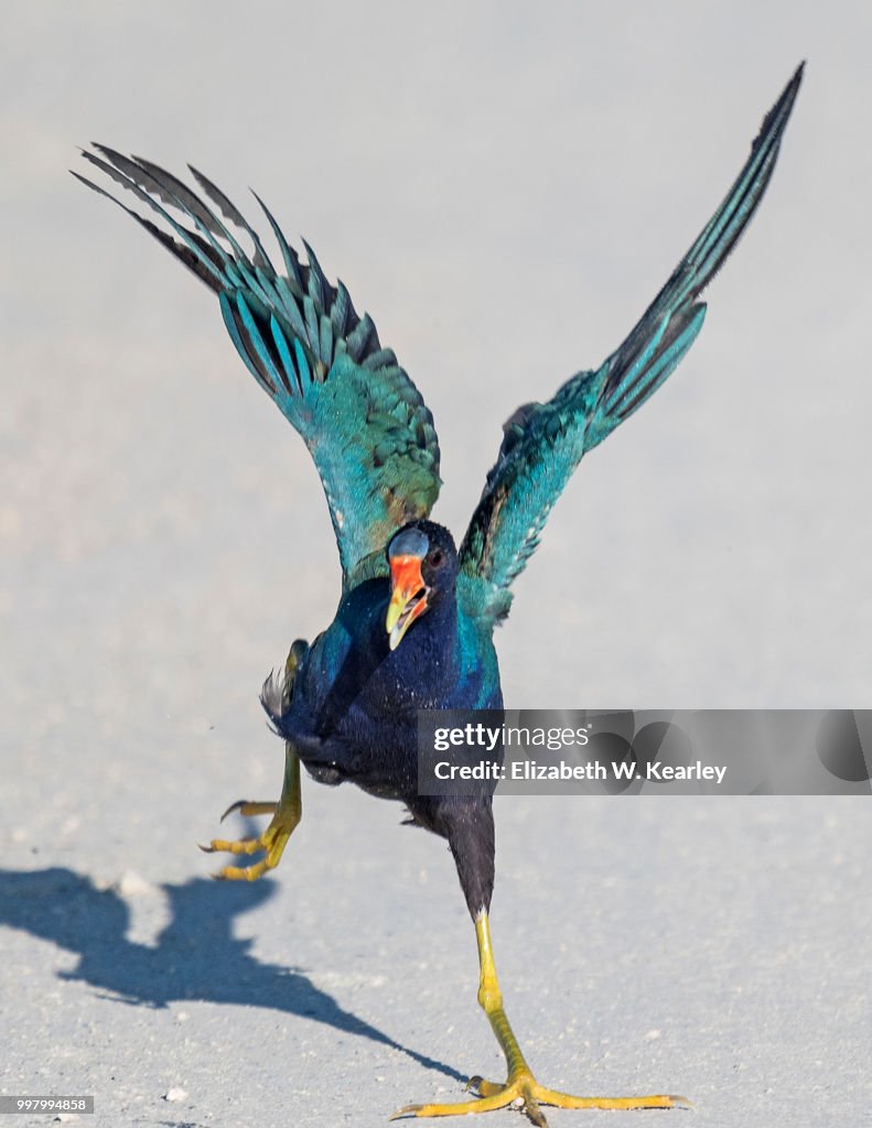Angry Purple Gallinule