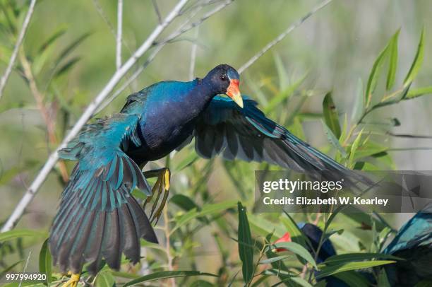 purple gallinule about to take flight - moorhen stock pictures, royalty-free photos & images