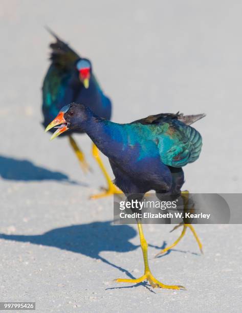 purple gallinule chased by another purple gallinule - moorhen stock pictures, royalty-free photos & images