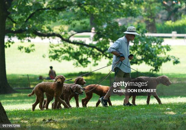Man walks dogs through Central Park on July 13, 2018 in New York.