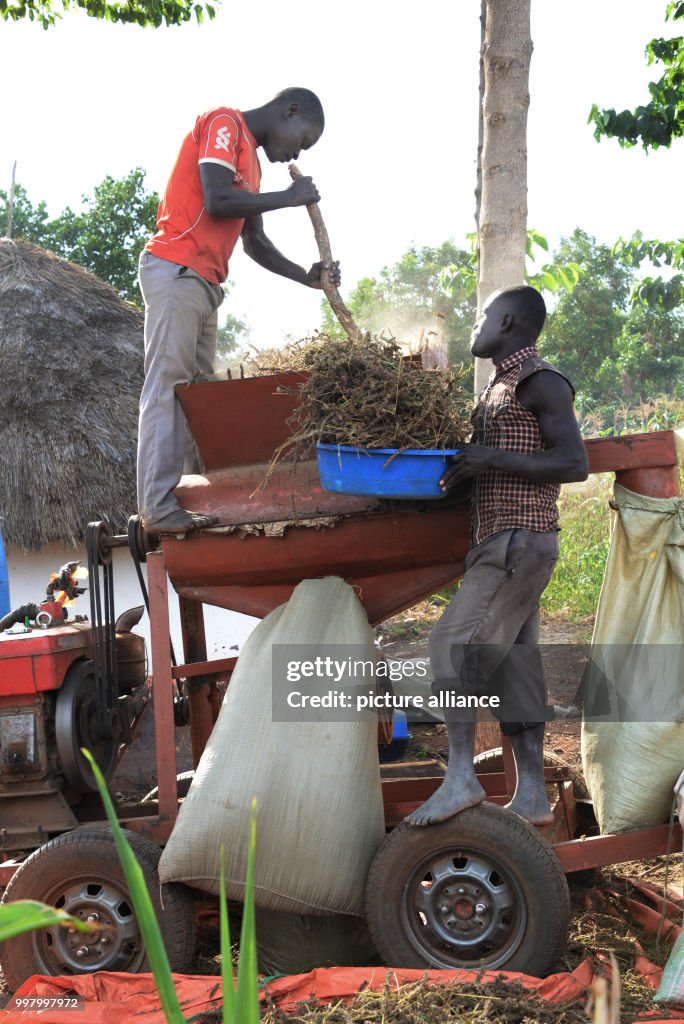 African farmers are switching to chia