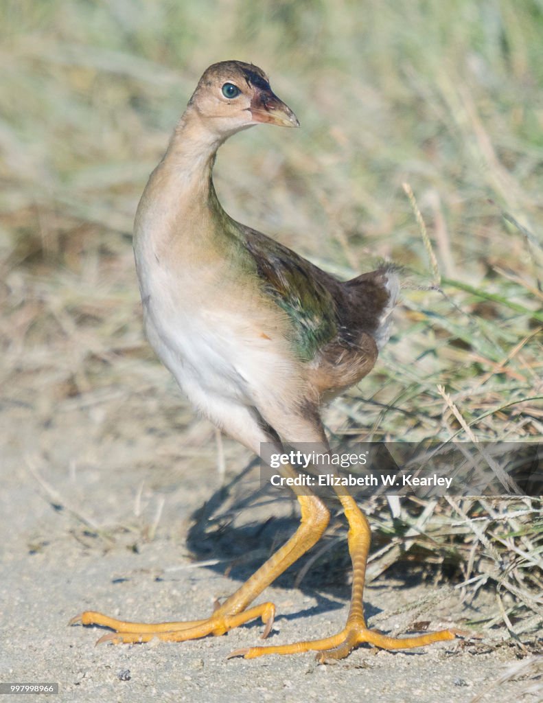 Young Purple Gallinule