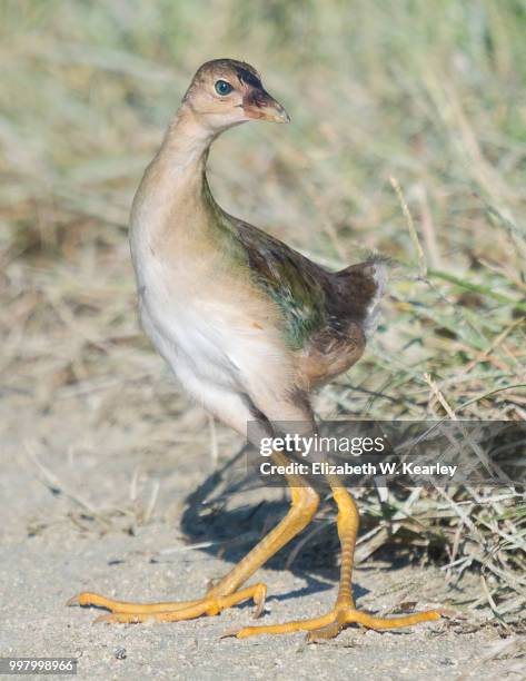 young purple gallinule - moorhen stock pictures, royalty-free photos & images