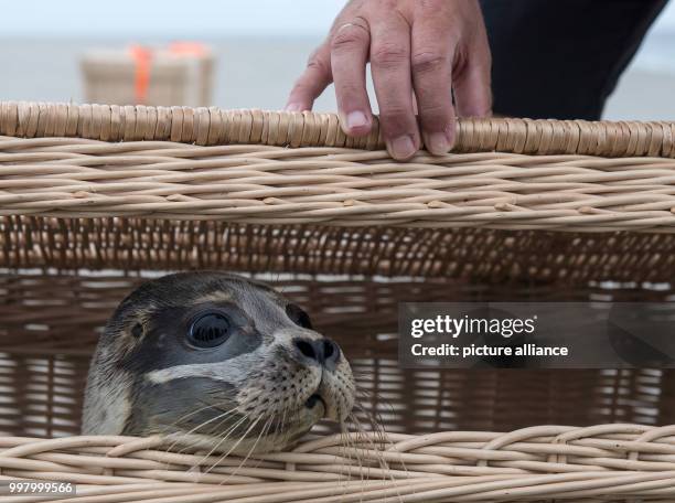 Dpatop - Lea the young seal peers out of her transport basket on the beach of the island of Juist, Germany, 8 August 2017. Three seals were released...